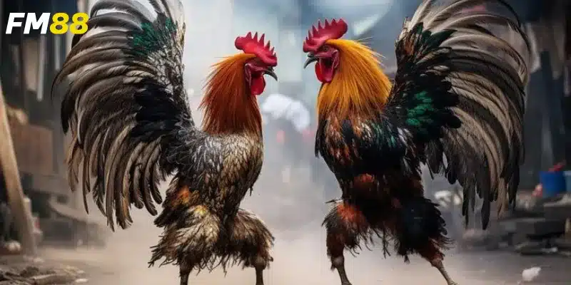 Đa dạng thể loại cược được cung cấp