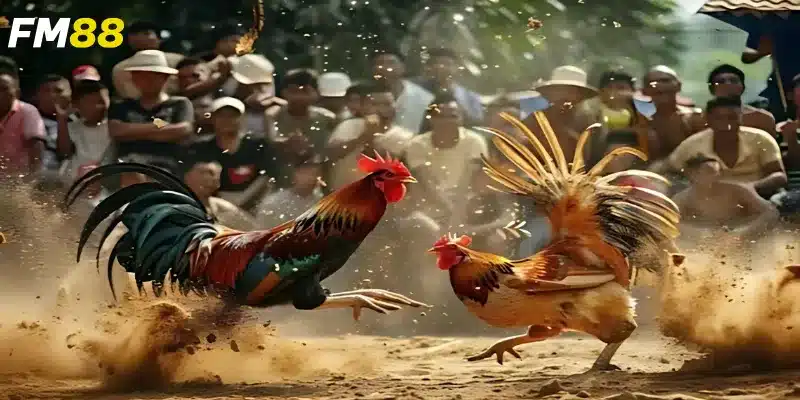 Chiến thuật và cách tính toán tỷ lệ thắng