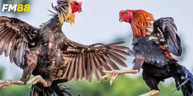 Khám phá cược đá gà trực tiếp 67