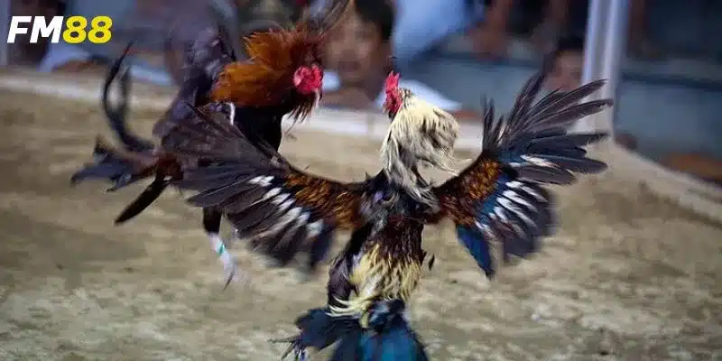 Hướng dẫn cược với nhiều hình thức hấp dẫn