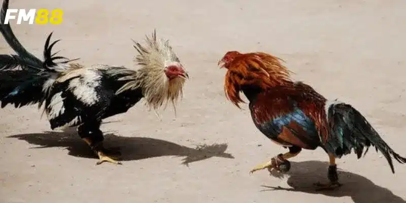 Cách tăng cơ hội thắng hiệu quả