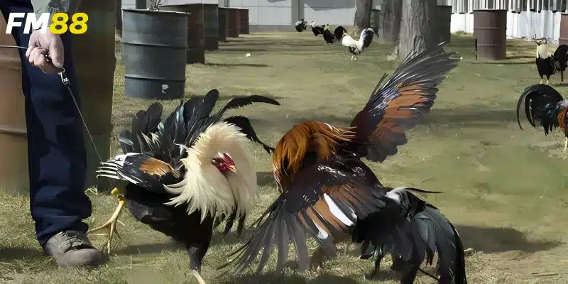 Tìm hiểu về cá cược đá gà 888