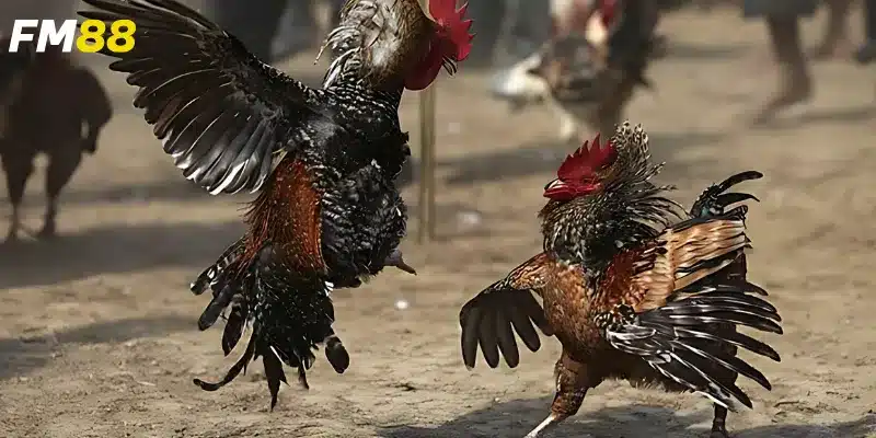 Cách đăng ký và các loại kèo cược hấp dẫn