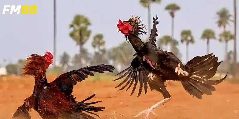 Cơ hội thắng lớn cùng lợi nhuận hấp dẫn khi chơi