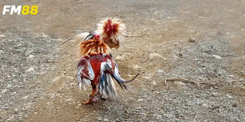 Cùng khám phá đá gà lông vũ nghệ thuật