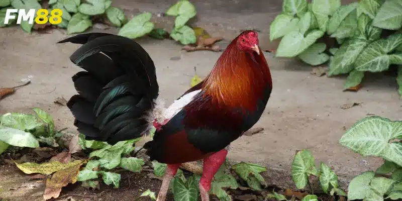 Quy trình cược và thắng lớn đơn giản