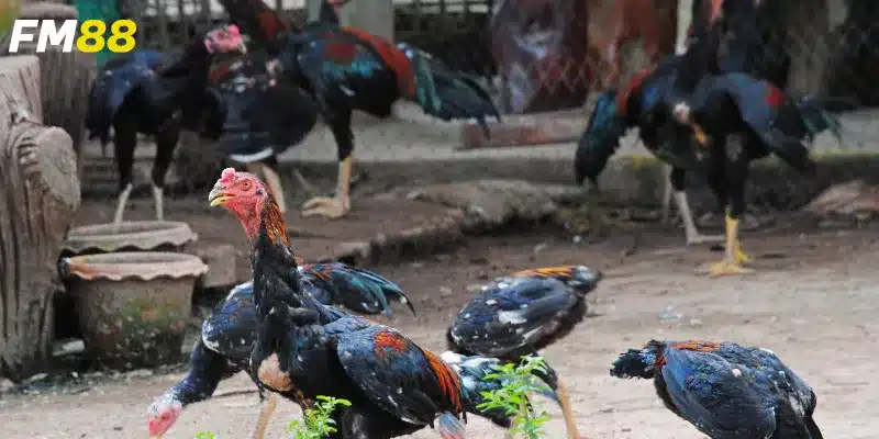 Những chiến thuật hiệu quả từ nền tảng