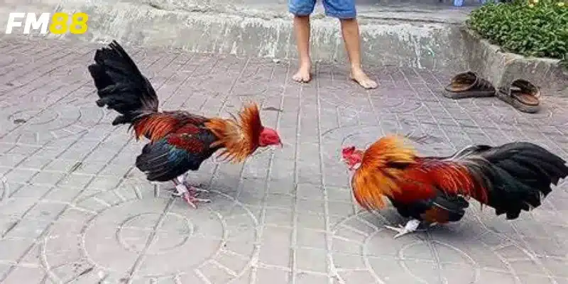 Phân tích trận đấu và mẹo cược