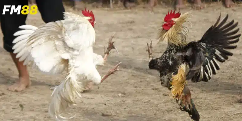 Hướng dẫn đặt cược chi tiết