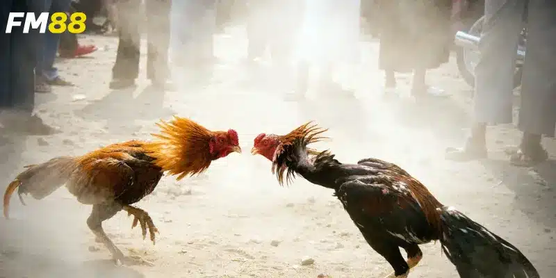 Tìm hiểu về đá gà Mỹ online