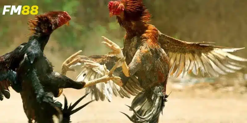 Khám phá sức hấp dẫn của Đá gà sv388