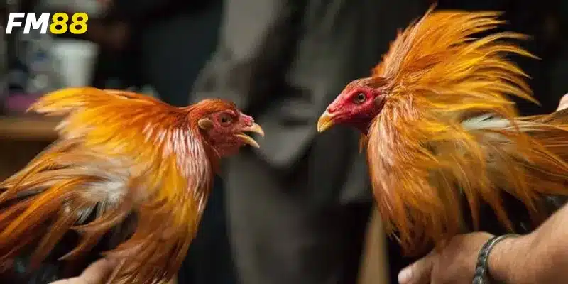 Các bước tham gia cược đơn giản