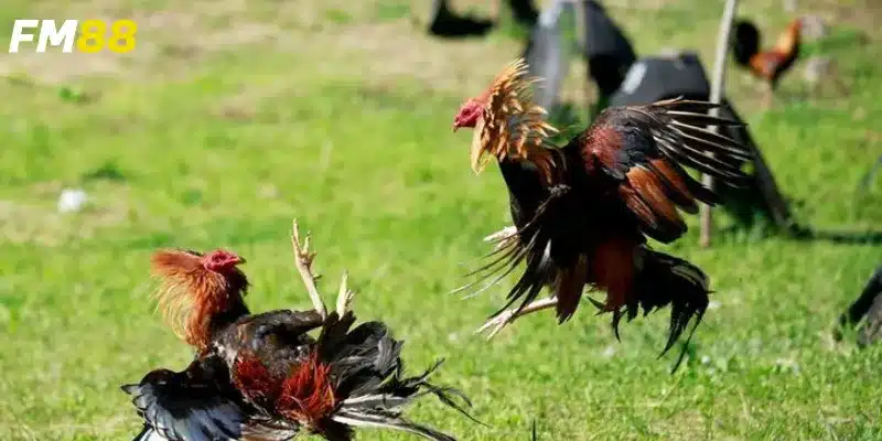 Nhiều trận đấu hấp dẫn được cung cấp