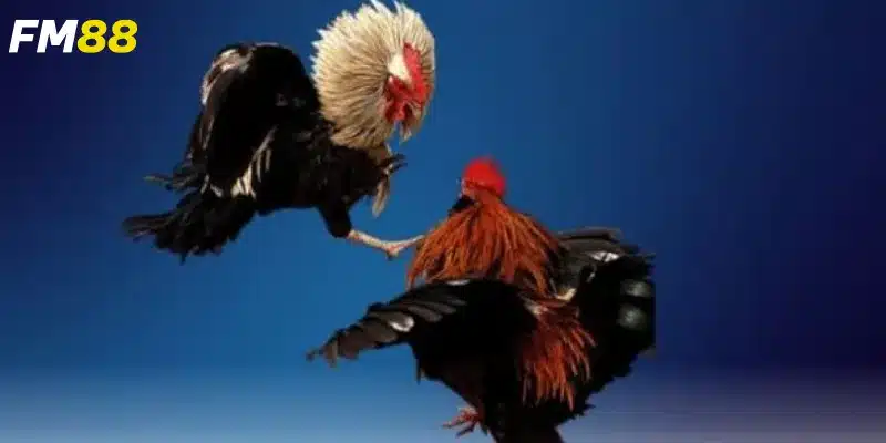 Tìm hiểu về đá gà UW88 VN