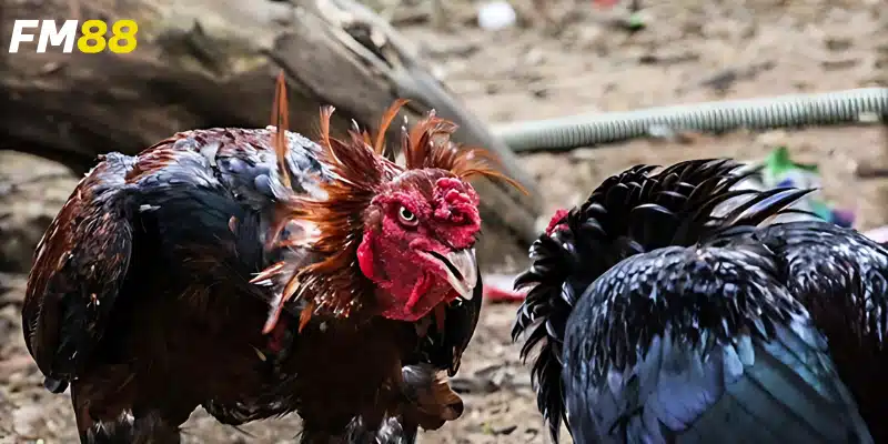 Tìm hiểu về màu mạng gà đá