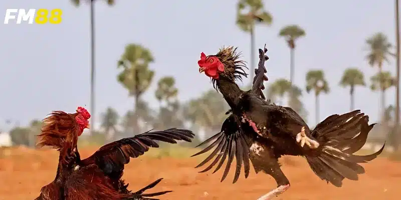 Kèo cược hấp dẫn từ nền tảng cá cược