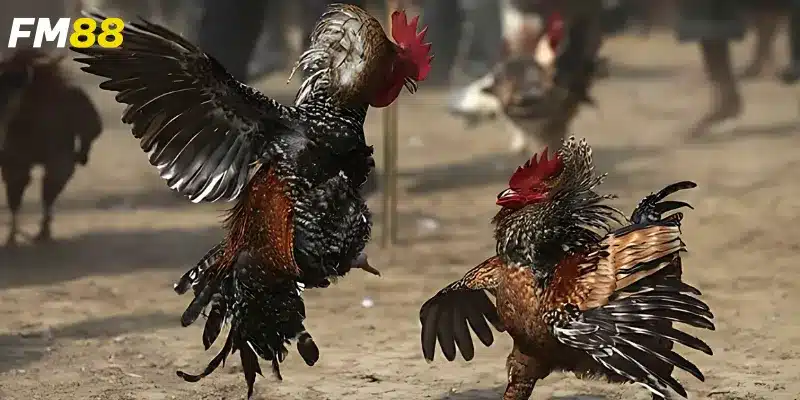 Tại sao nên chọn nhà cái đá gà uy tín