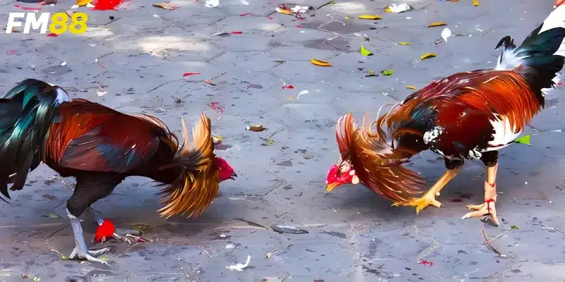 Tìm hiểu về cách xem đá gà trực tuyến