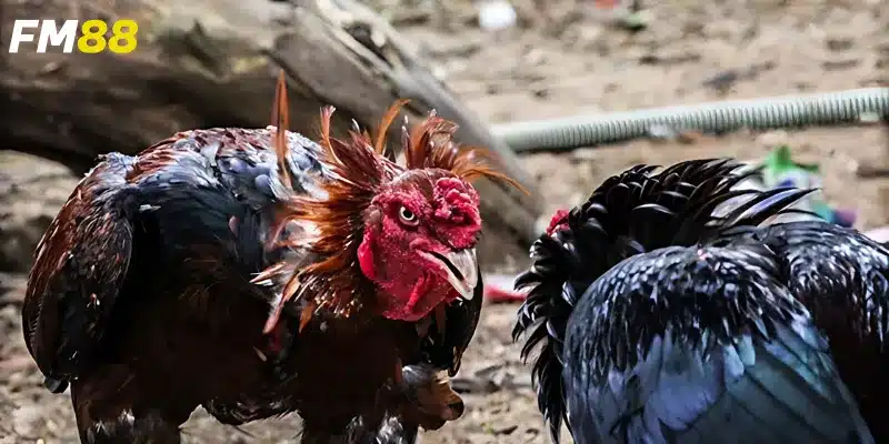 Cách xem và tham gia cược trực tuyến