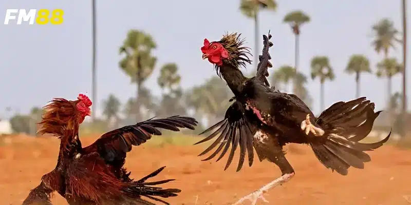 Trải nghiệm xem sinh động và cơ hội thắng lớn