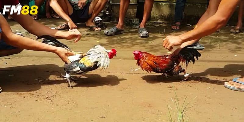 Tìm hiểu các loại cược hấp dẫn và cách chơi