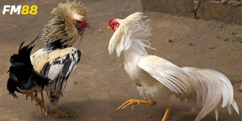 Lựa chọn trận đấu và đặt cược thông minh