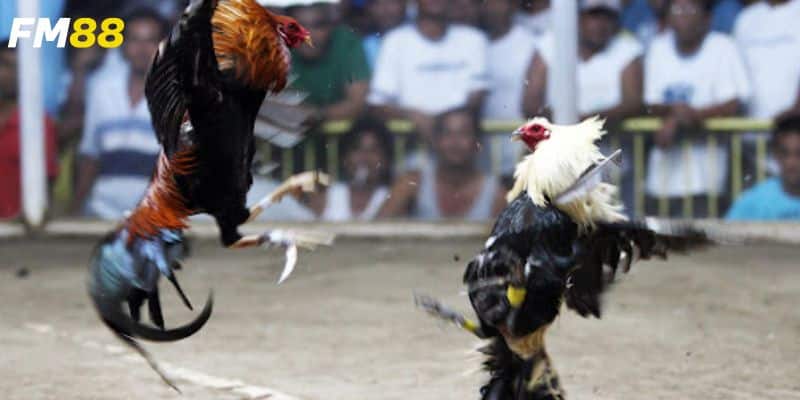 Cùng nền tảng chơi đá gà online