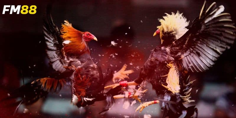 Hướng dẫn chơi chi tiết từ nền tảng