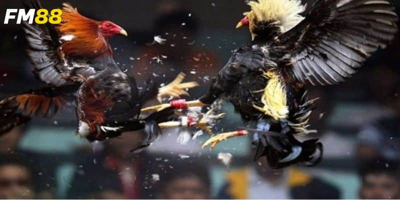 Cẩm nang giúp bạn tăng khả năng thắng