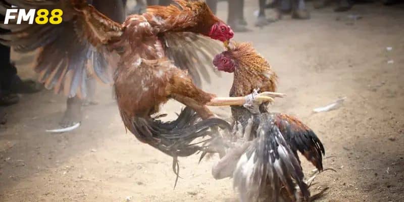 Cách thức tham gia cược đơn giản tại nền tảng