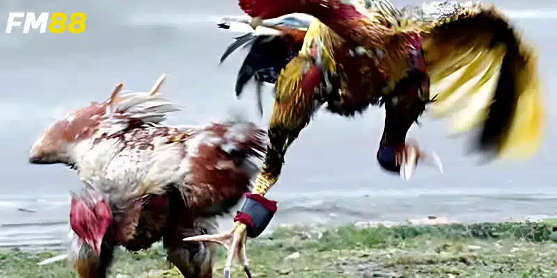 Giới thiệu về bộ môn đá gà kiểu Thái Lan