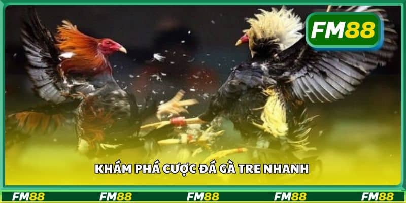 Khám phá cược đá gà tre nhanh