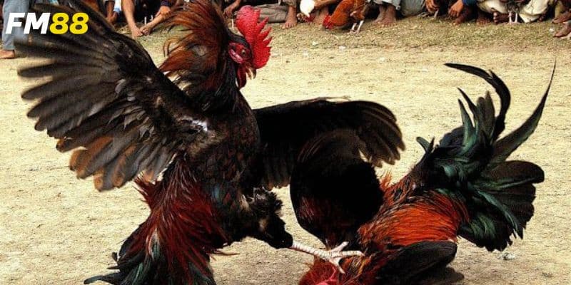 Tìm hiểu về đá gà trực tiếp