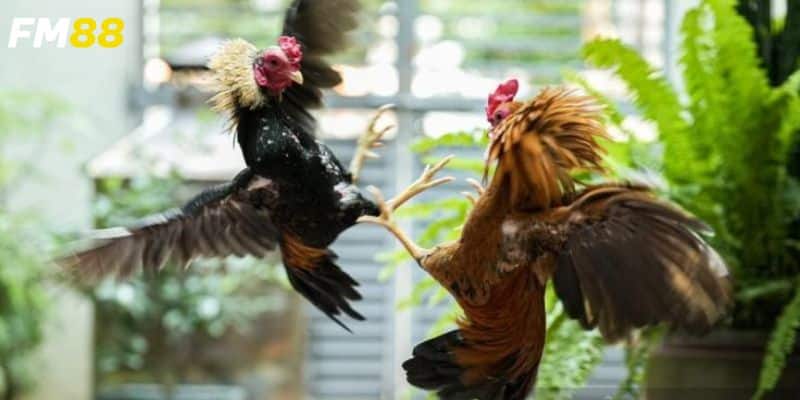 Cách xem trực tiếp với chất lượng cao