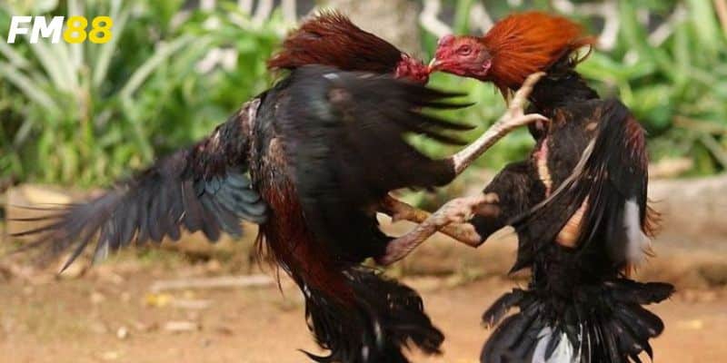 Dự đoán kết quả và phân tích kèo cược