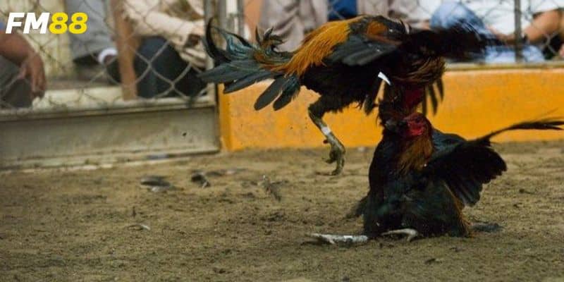 Khám phá đấu trường gà sắt Philippines