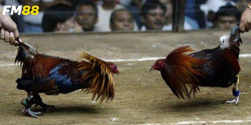 Tìm hiểu chi tiết tỷ lệ cược cùng nền tảng