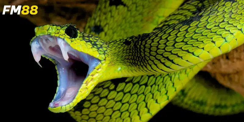 Tìm hiểu ý nghĩa nằm mơ thấy rắn