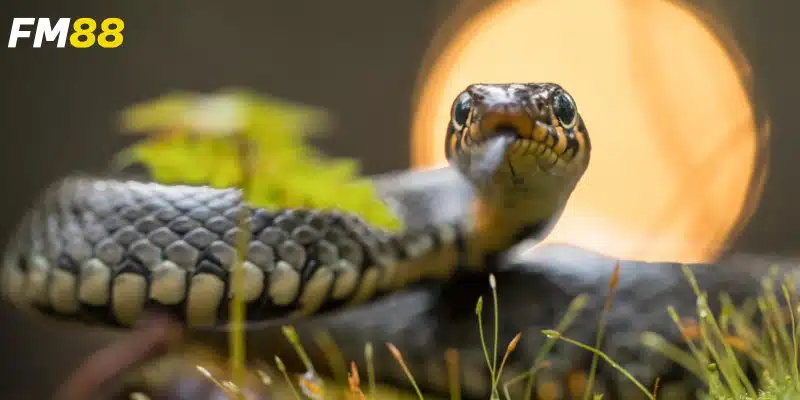 Những điềm báo giấc mơ mang đến