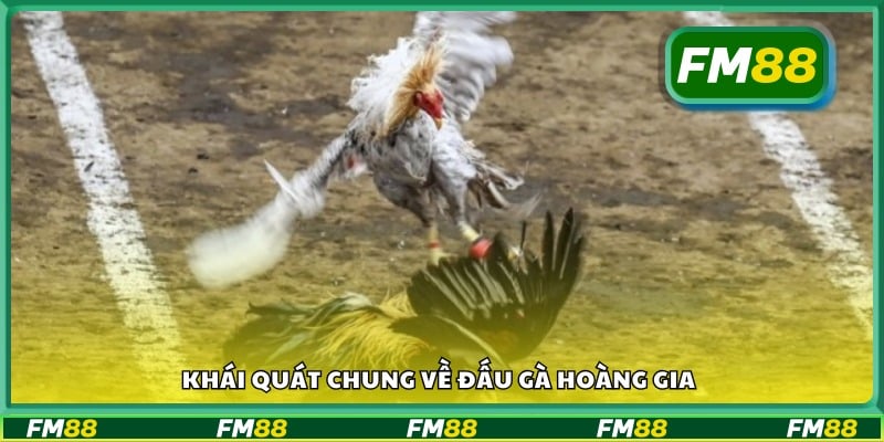 Giới thiệu tổng quan về game Đấu Gà Hoàng Gia online