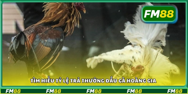 Tỷ lệ thắng và mức thưởng khi chơi Đấu Gà Hoàng Gia