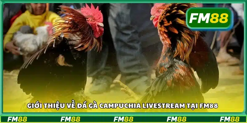 Đá gà Campuchia tại FM88 có gì hấp dẫn?