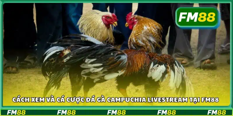 Hướng dẫn xem và đặt cược đá gà trực tiếp