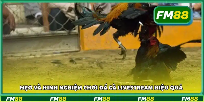 Bí kíp cá cược đá gà Campuchia livestream từ người chơi lâu năm