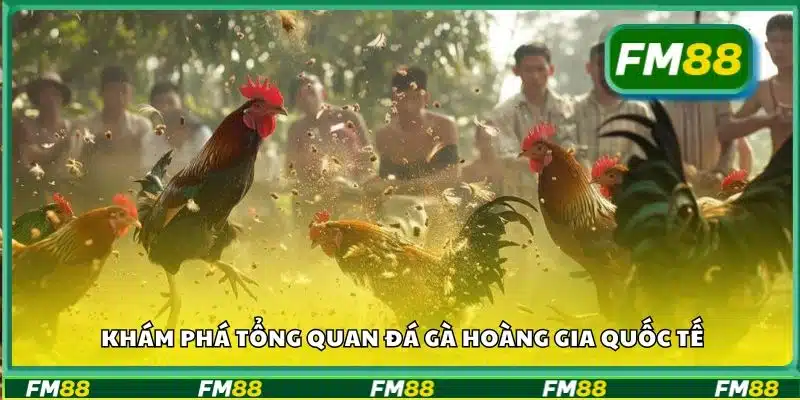 Khám phá tổng quan đá gà Hoàng Gia Quốc Tế